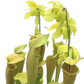 Sarracenia 'Lime Ice' pitcher plant with lime-coloured flowers above veined pitchers