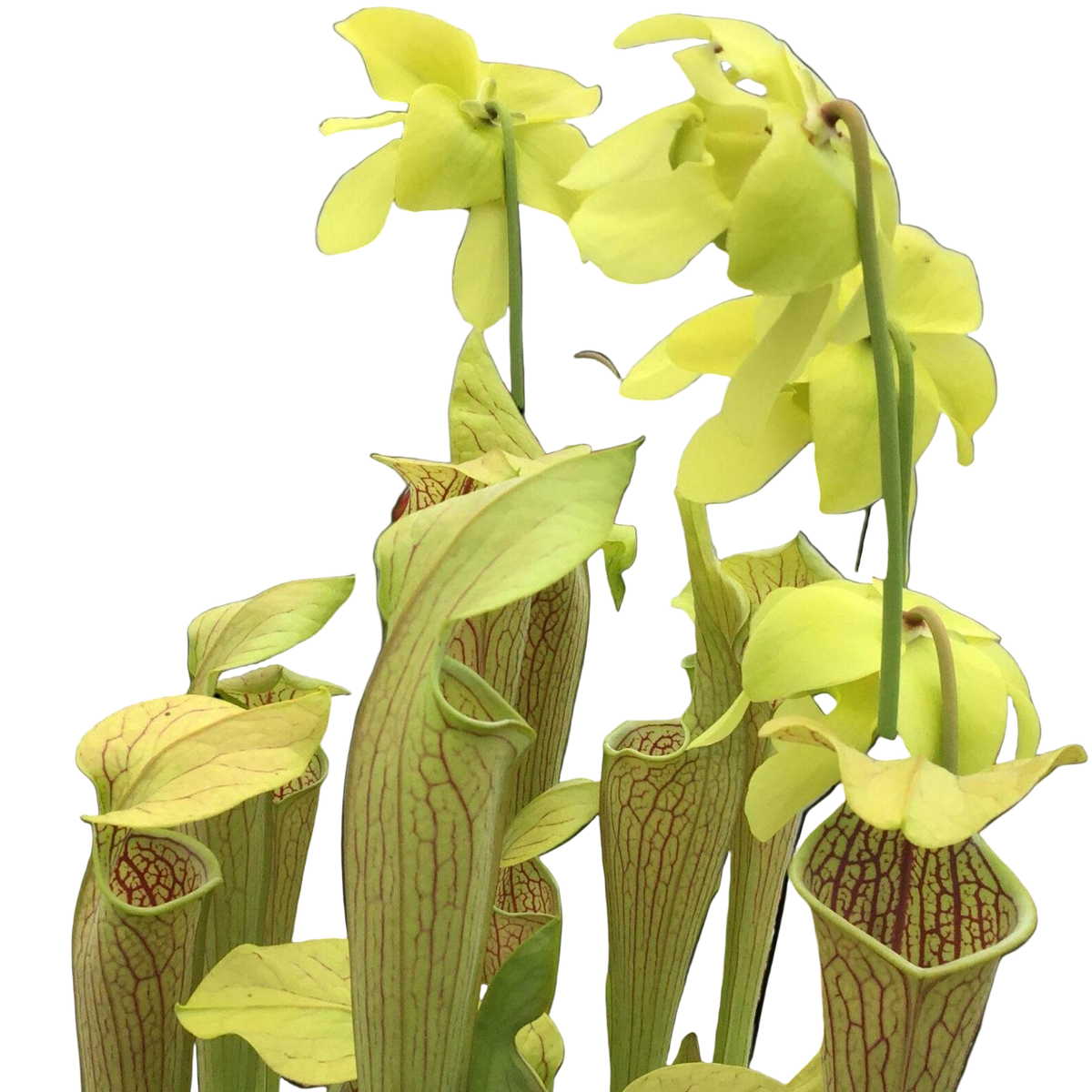 Sarracenia 'Lime Ice' pitcher plant with lime-coloured flowers above veined pitchers