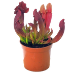 Sarracenia 'Maroon' pitcher plant in a pot with dark red pitchers
