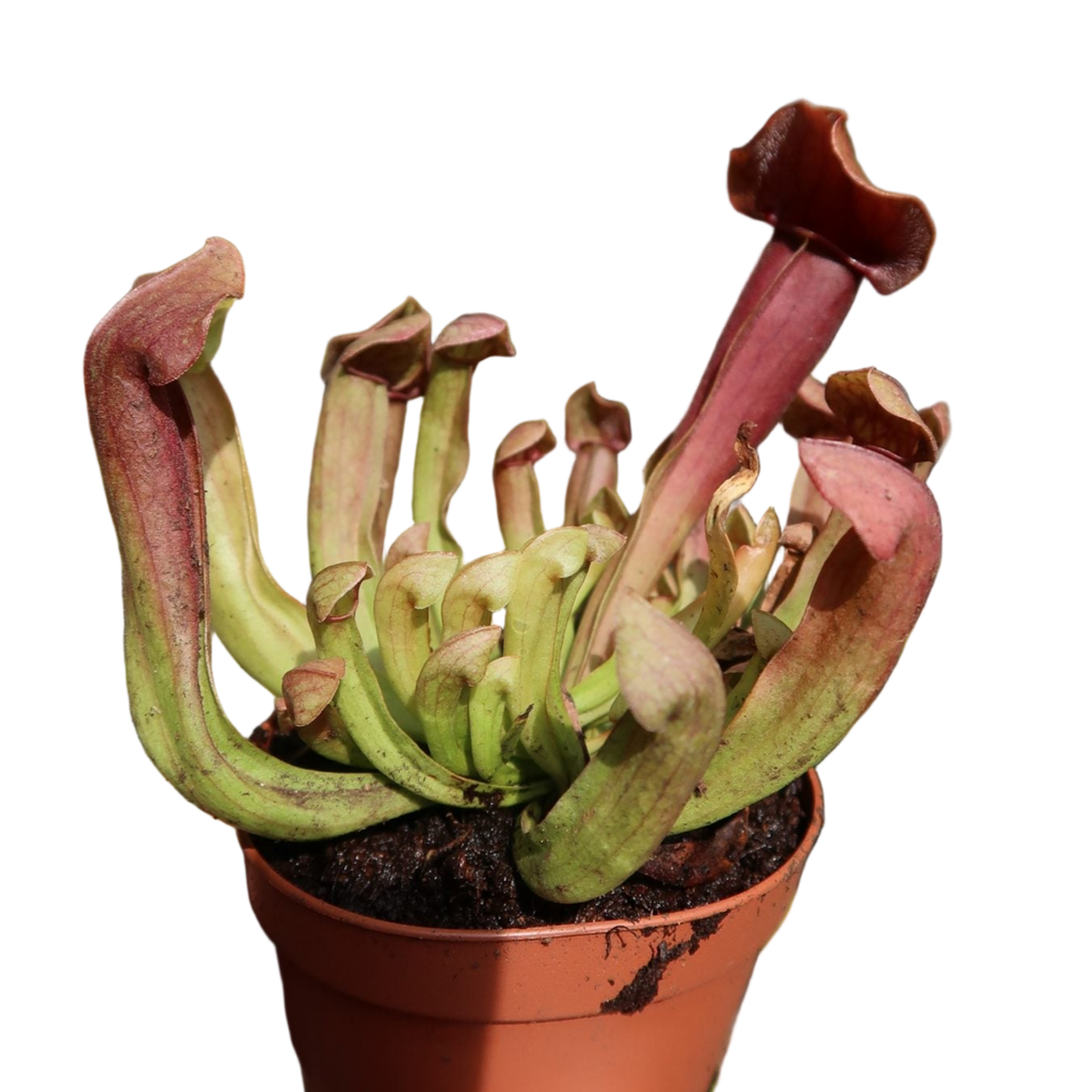 Compact Sarracenia 'Maroon' pitcher plant in a pot with green and maroon pitchers