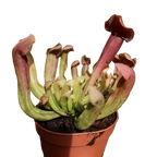 Compact Sarracenia 'Maroon' pitcher plant in a pot with green and maroon pitchers