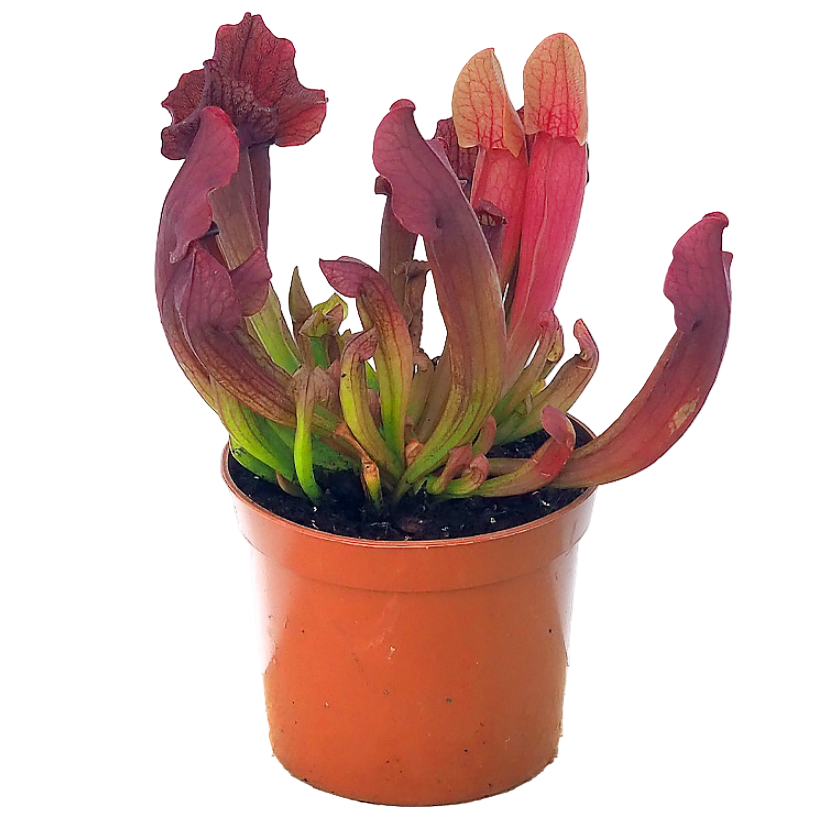 Sarracenia ‘Maroon’