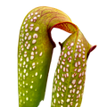 Hooded Sarracenia minor var. okefenokeensis pitcher plant pitchers dotted with translucent windows