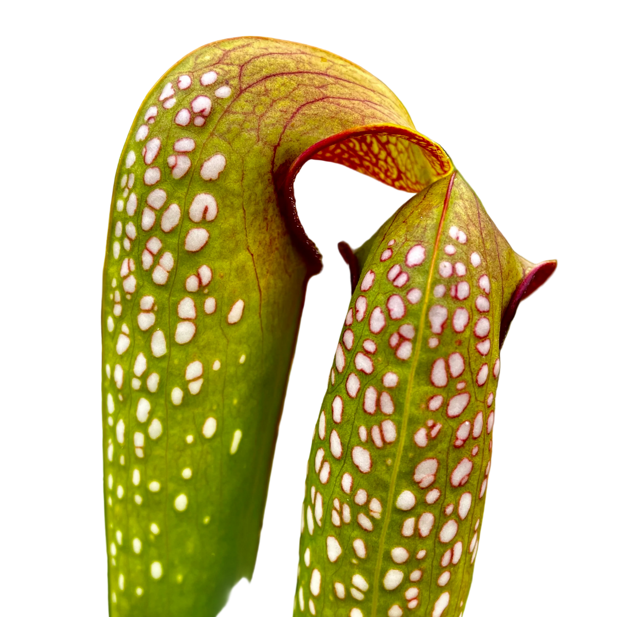 Hooded Sarracenia minor var. okefenokeensis pitcher plant pitchers dotted with translucent windows