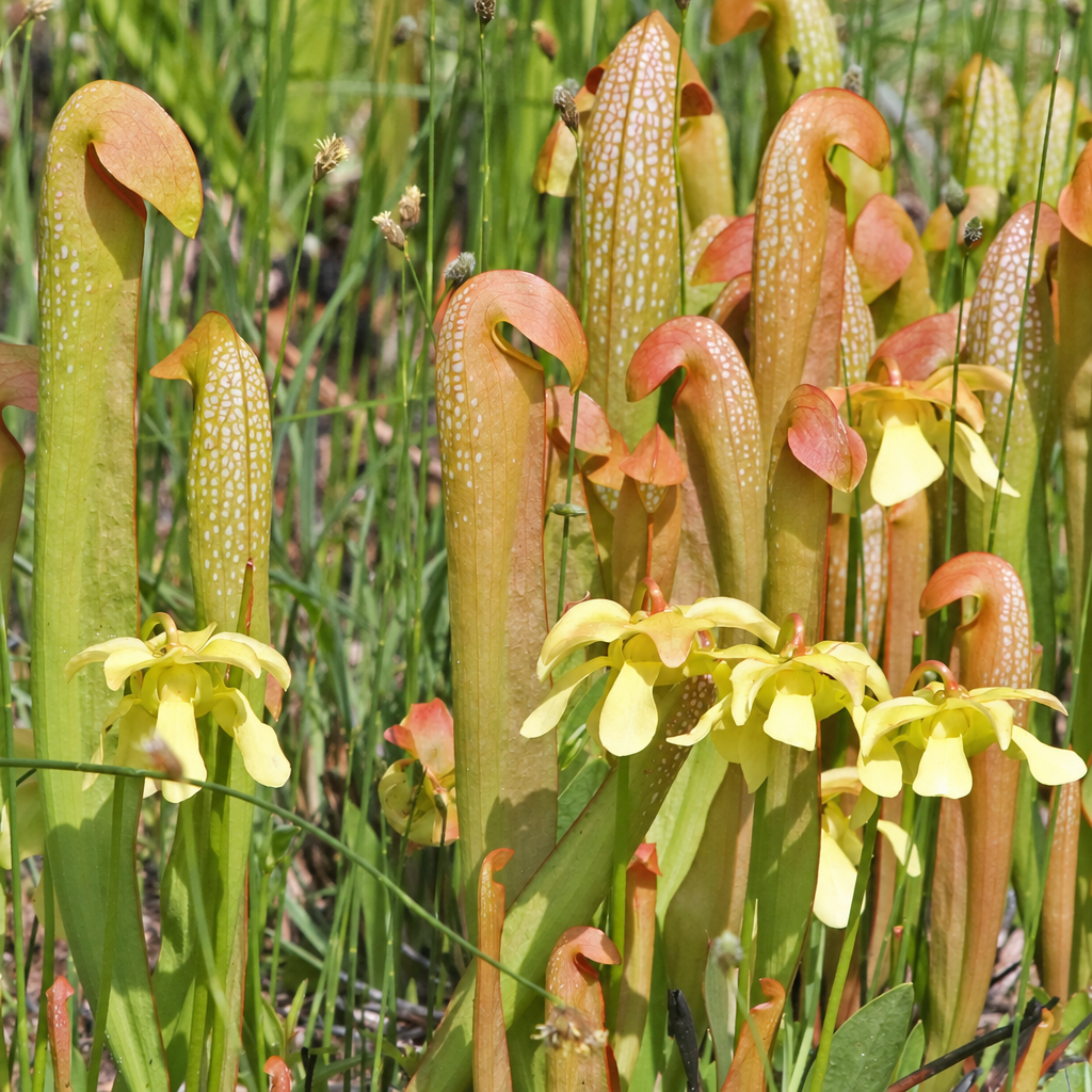 Sarracenia minor var. okefenokeensis 'Giant' pitcher plants in the wild with yellow flowers