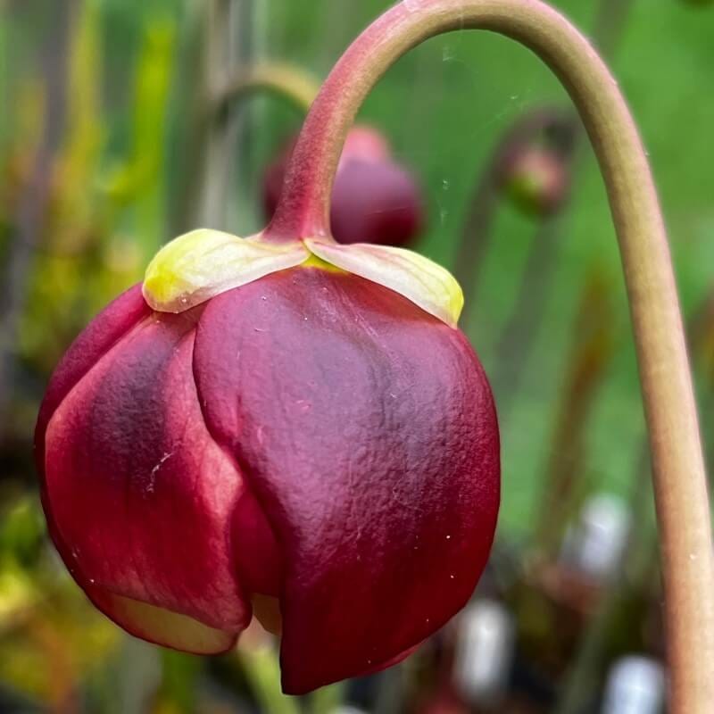 The famous nodding, bell-shaped flowers of Sarracenia.