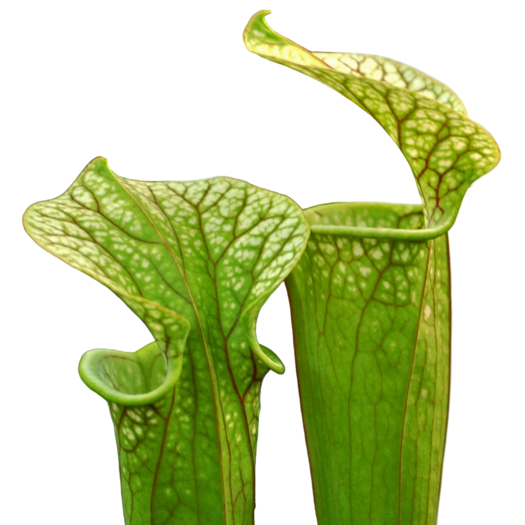 Two green Sarracenia oreophila pitcher plant pitchers with fine veining