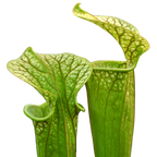 Two green Sarracenia oreophila pitcher plant pitchers with fine veining