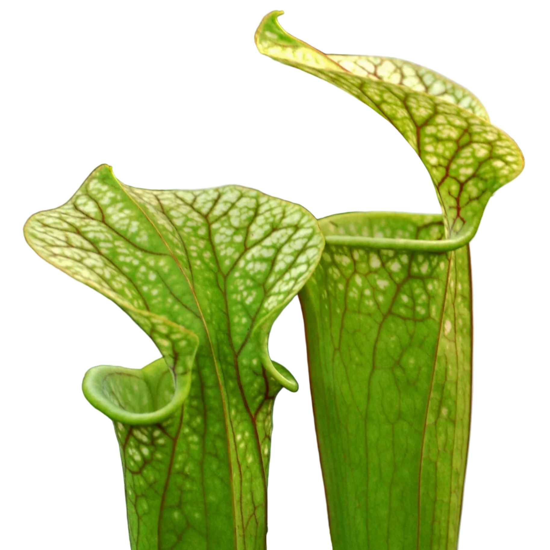 Sarracenia oreophila (Mountain Pitcher Plant)
