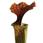 Sarracenia oreophila pitcher plant pitcher with a heavily red-veined lid and throat