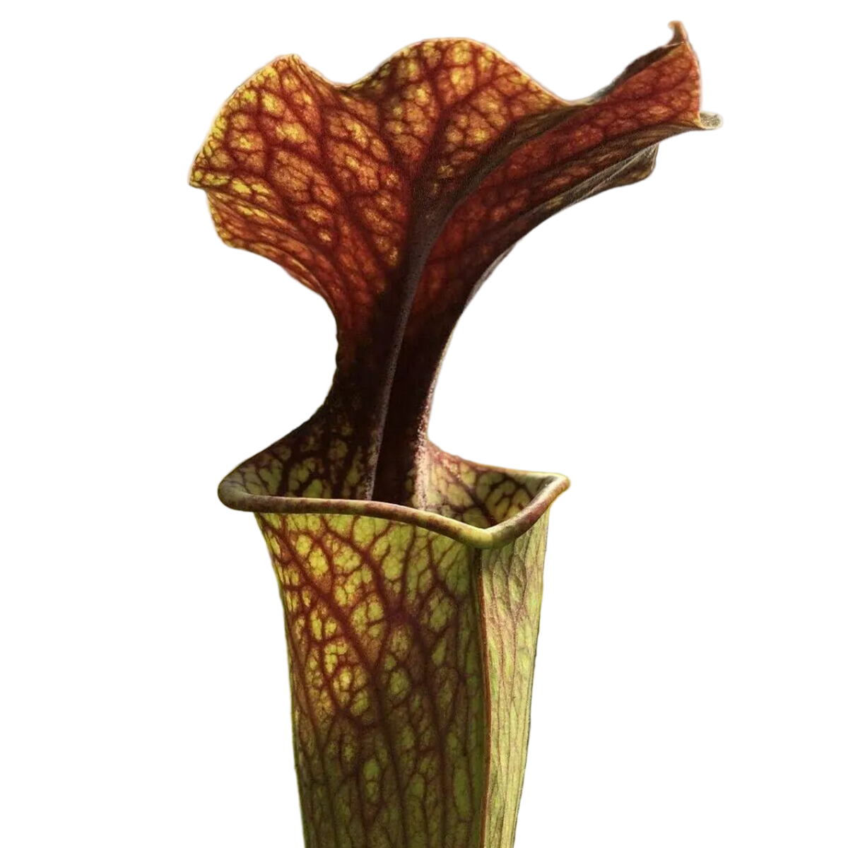 Sarracenia oreophila pitcher plant pitcher with a heavily red-veined lid and throat