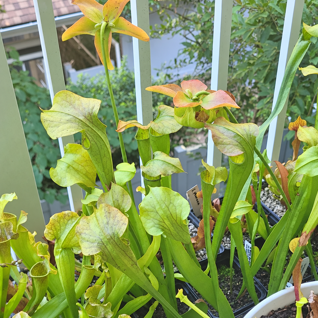 Sarracenia oreophila pitcher plants growing in a pot on a patio