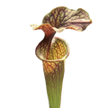 Sarracenia oreophila pitcher plant pitcher with a red-veined lid on a black background