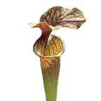 Sarracenia oreophila pitcher plant pitcher with a red-veined lid on a black background