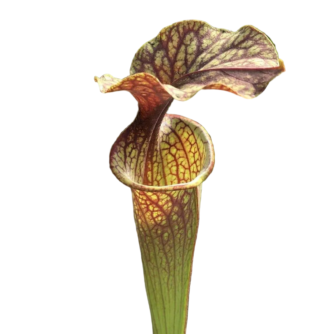 Sarracenia oreophila pitcher plant pitcher with a red-veined lid on a black background