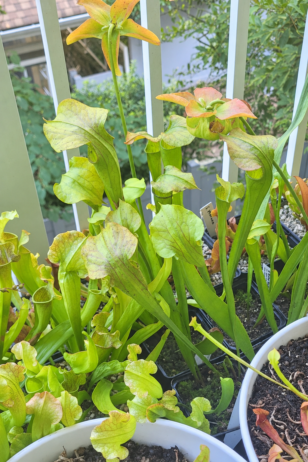 Sarracenia oreophila 'Sand Mountain' pitcher plants growing in a pot outdoors