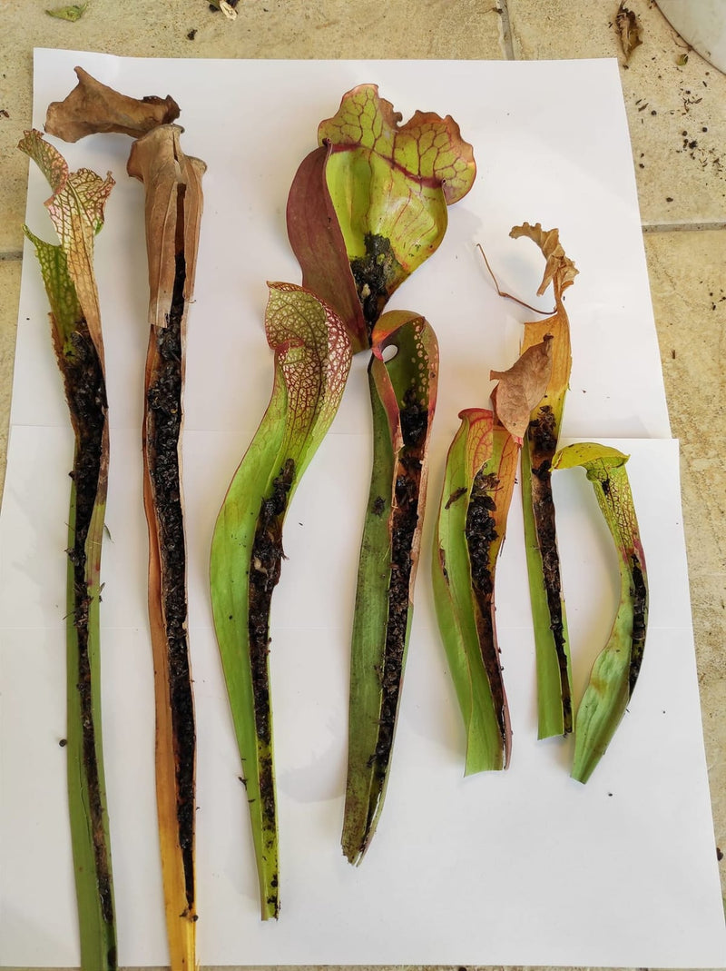 Pitchers sliced open at the end of summer, packed with a season of caught insects.
