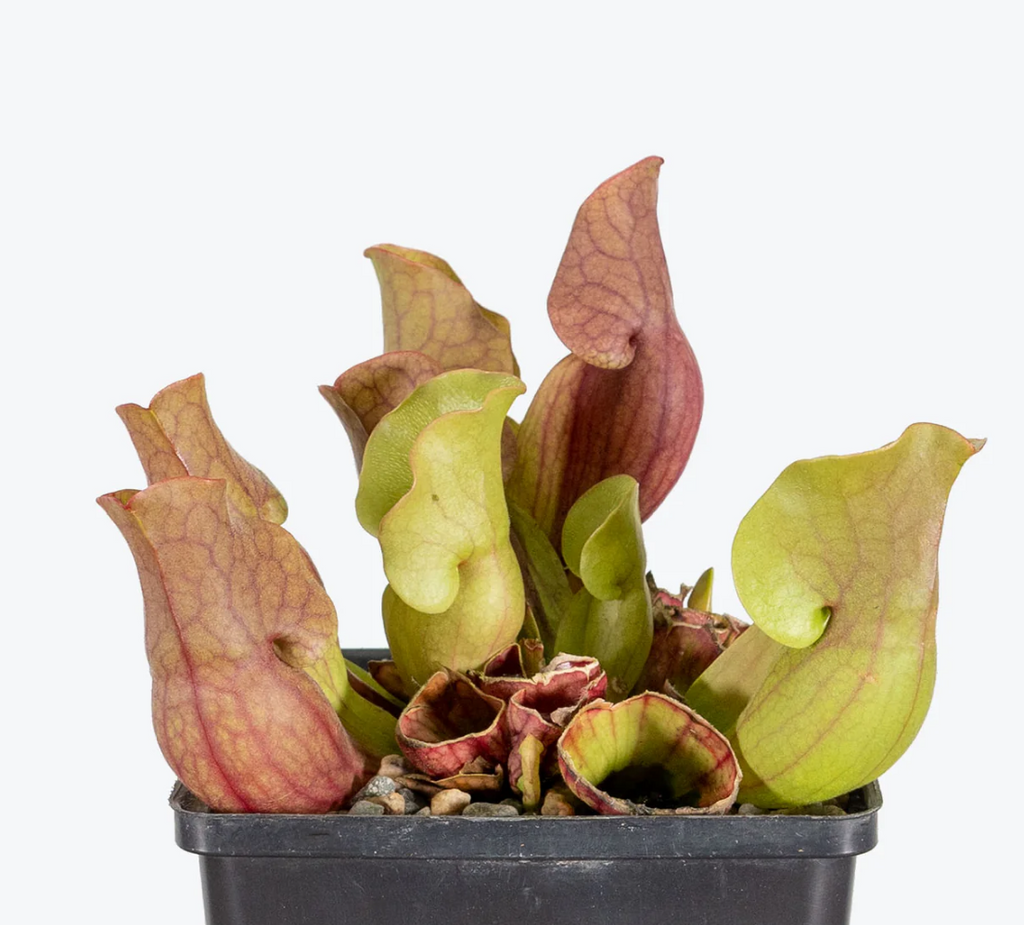 Young Sarracenia purpurea ssp. venosa pitcher plant in a nursery pot with green and maroon pitchers