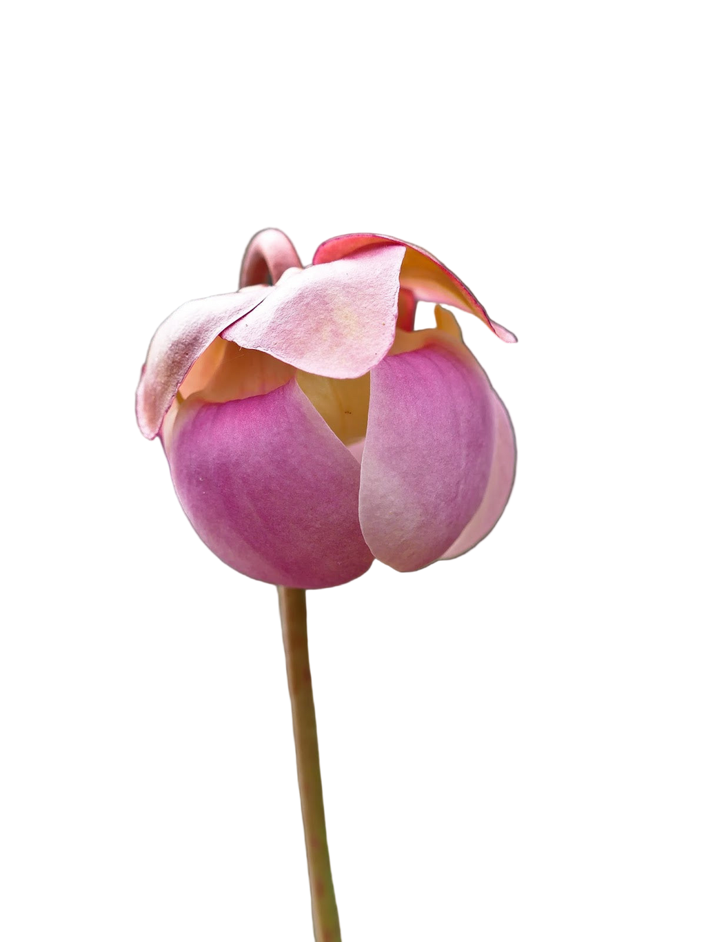 Pink flower bud of a Sarracenia purpurea ssp. venosa pitcher plant