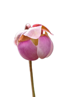 Pink flower bud of a Sarracenia purpurea ssp. venosa pitcher plant