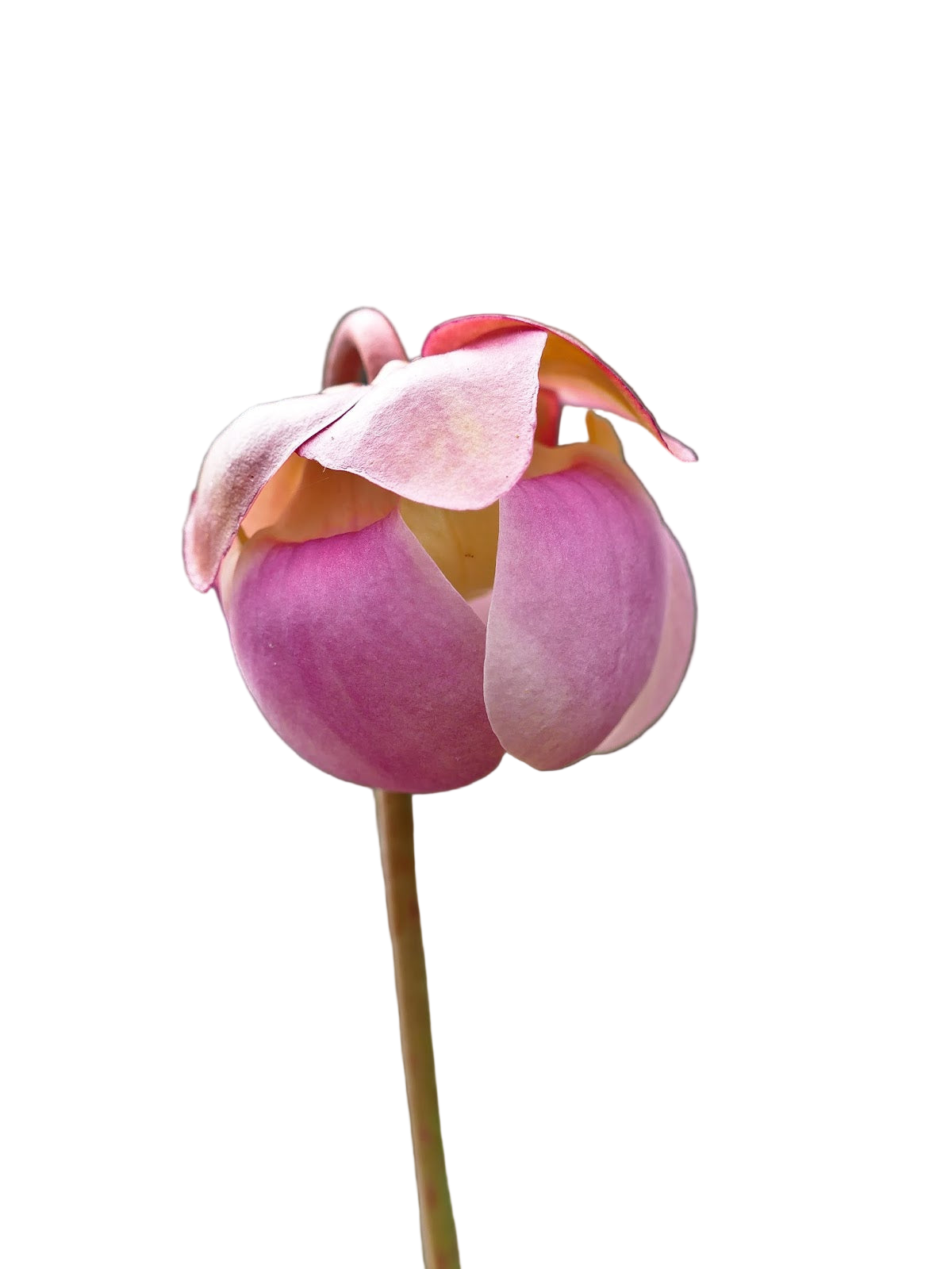 Pink flower bud of a Sarracenia purpurea ssp. venosa pitcher plant