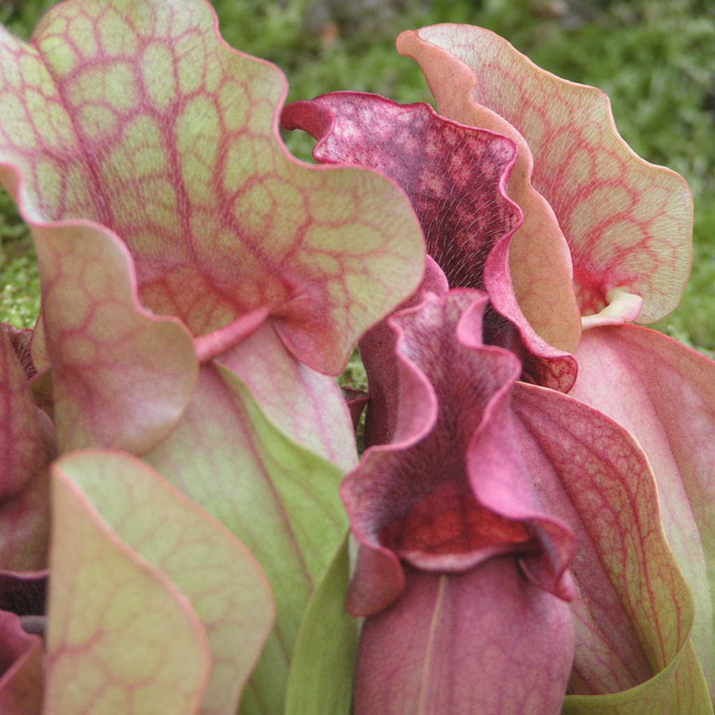 Close-up of pink and green veined lids on a Sarracenia purpurea ssp. venosa pitcher plant