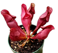 Sarracenia purpurea ssp. venosa pitcher plant in a pot with burgundy-red pitchers