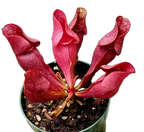 Sarracenia purpurea ssp. venosa pitcher plant in a pot with burgundy-red pitchers