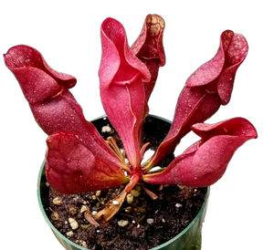 Sarracenia purpurea ssp. venosa