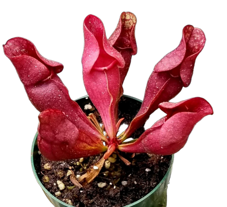 Sarracenia purpurea ssp. venosa pitcher plant in a pot with burgundy-red pitchers