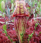 Sarracenia purpurea ssp. venosa pitcher plant pitcher with red veins growing in red sphagnum moss