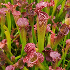 Dense clump of Sarracenia x readii pitcher plants with red and white pitchers