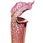 Sarracenia 'Rococo' pitcher plant pitcher with an arched lid, white windows and red veining