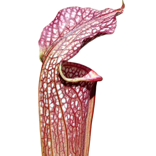 Sarracenia 'Rococo' pitcher plant pitcher with an arched lid, white windows and red veining