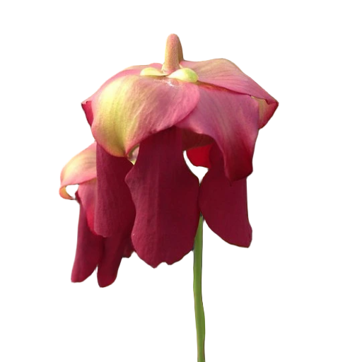 Pink-red flower of a Sarracenia 'Rococo' pitcher plant on a black background