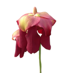 Pink-red flower of a Sarracenia 'Rococo' pitcher plant on a black background
