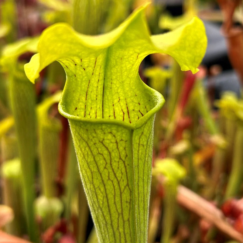 Close-up of a Sarracenia rubra ssp. alabamensis pitcher plant pitcher with a wavy-edged lid