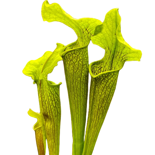 Group of Sarracenia rubra ssp. alabamensis pitcher plant pitchers with broad, wavy lids
