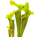 Group of Sarracenia rubra ssp. alabamensis pitcher plant pitchers with broad, wavy lids