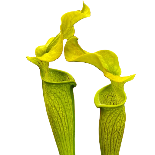 Two Sarracenia rubra ssp. alabamensis pitcher plant pitchers with wavy yellow-green lids