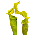 Two Sarracenia rubra ssp. alabamensis pitcher plant pitchers with wavy yellow-green lids