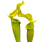 Two Sarracenia rubra ssp. alabamensis pitcher plant pitchers with wavy yellow-green lids