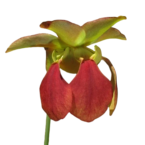 Red flower of a Sarracenia rubra ssp. alabamensis pitcher plant