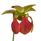 Red flower of a Sarracenia rubra ssp. alabamensis pitcher plant