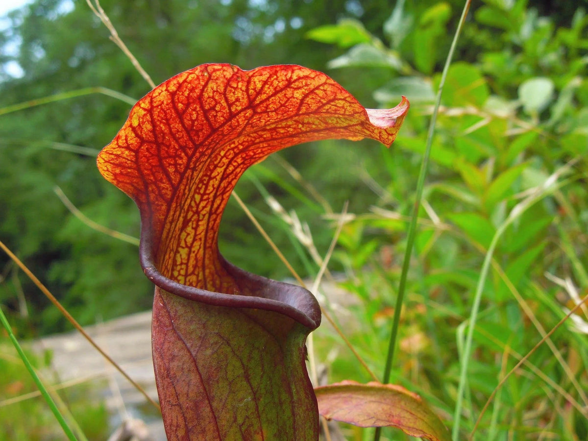 Close-up of a Sarracenia rubra ssp. jonesii pitcher plant lid with red veins on an orange hood