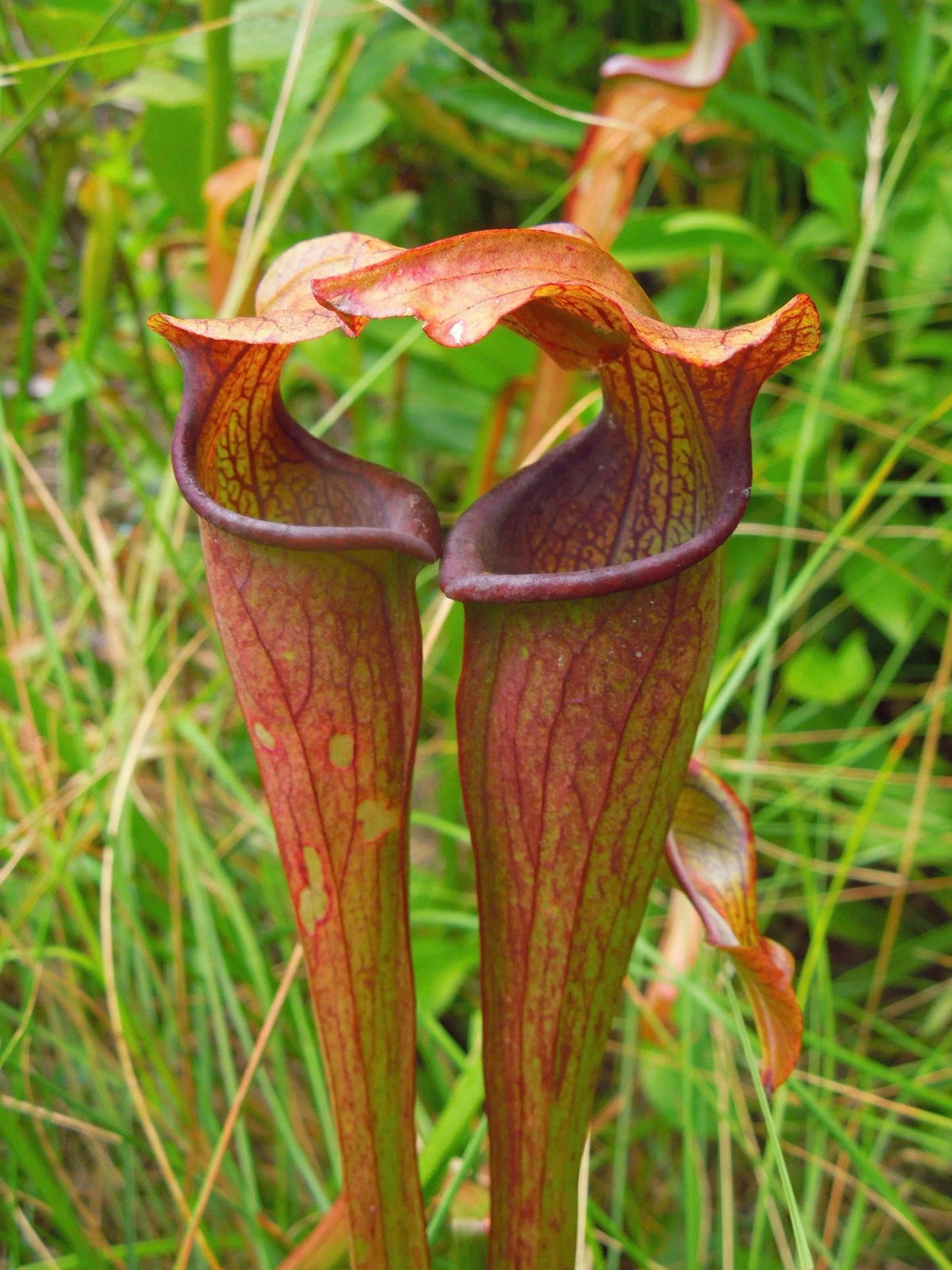 Two Sarracenia rubra ssp. jonesii pitcher plant pitchers with maroon veining, growing in grass