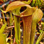Sarracenia rubra ssp. rubra pitcher plant pitchers with red veins and long lids