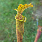 Single Sarracenia rubra ssp. wherryi pitcher plant pitcher with heavy red veining and a wavy lid