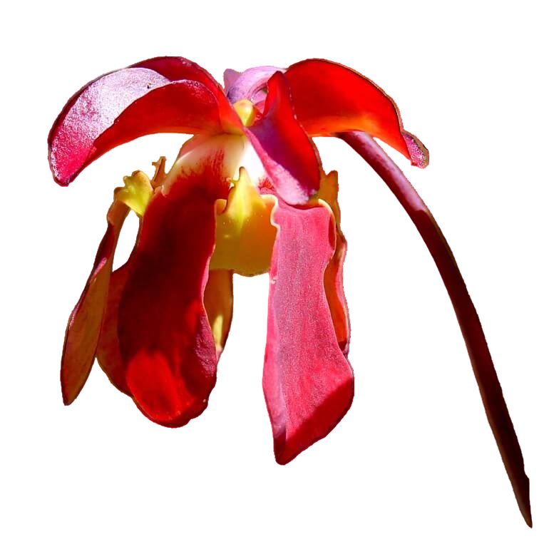 Bright red flower of a Sarracenia rubra ssp. rubra pitcher plant on a black background