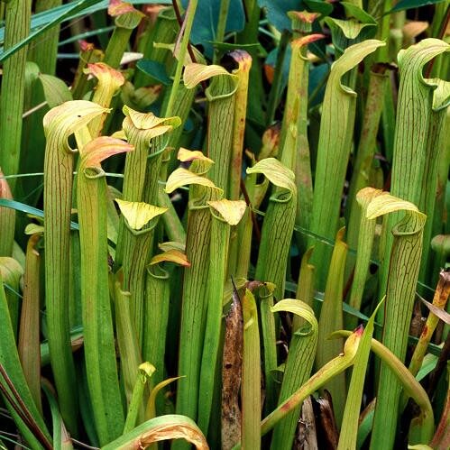 Stand of slender green Sarracenia rubra ssp. rubra pitcher plant pitchers